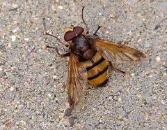 Volucella inanis