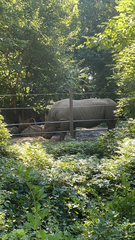 Ceratotherium simum