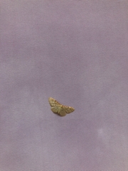 Idaea humiliata