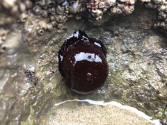 Actinia equina