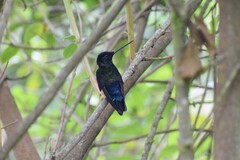 Coeligena helianthea