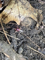 Dysdera crocata