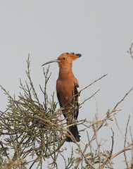 Upupa epops africana