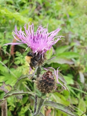 Centaurea phrygia phrygia