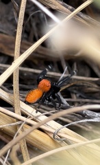 Phidippus apacheanus