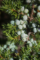 Juniperus communis saxatilis