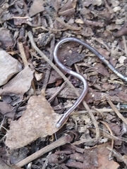 Serpentes