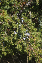 Juniperus communis saxatilis