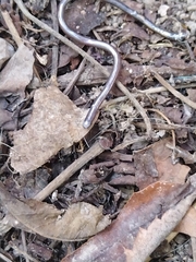 Serpentes