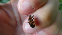 Spilostethus saxatilis