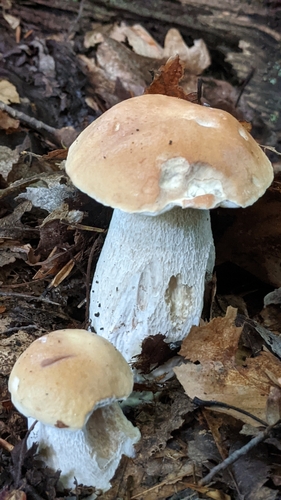 Boletus edulis