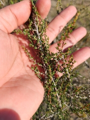 Cliffortia