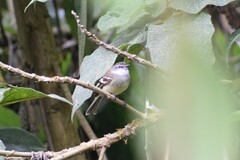 Mecocerculus leucophrys