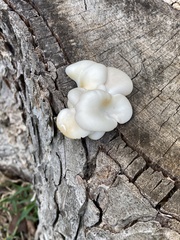 Pleurotus pulmonarius