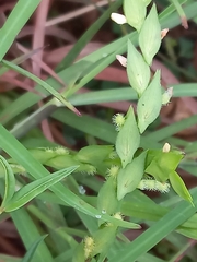 Zornia diphylla