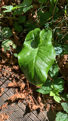 Arum maculatum