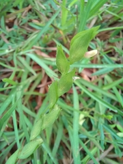 Zornia diphylla