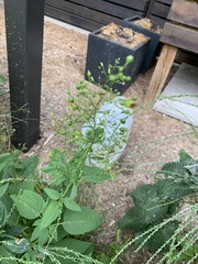 Scrophularia marilandica