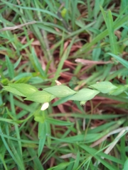 Zornia diphylla