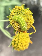 Callophrys gryneus