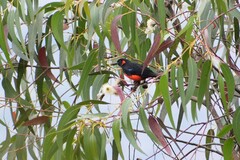 Anisognathus igniventris