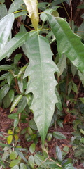 Ficus chartacea