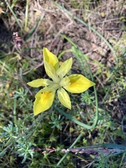 Moraea fugax
