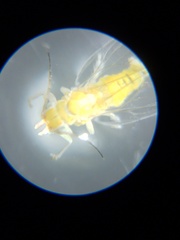 Glycaspis brimblecombei