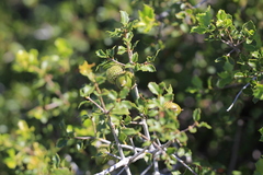 Quercus coccifera