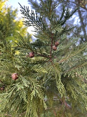 Chamaecyparis thyoides