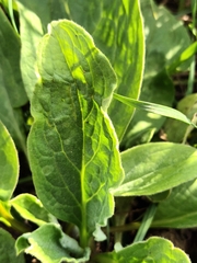 Cynoglossum officinale