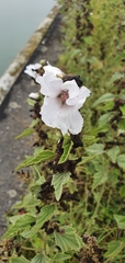 Althaea officinalis