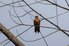 Aglaeactis cupripennis