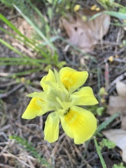 Moraea fugax