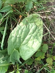 Cynoglossum officinale