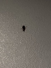 Periplaneta americana