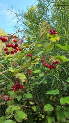 Viburnum opulus opulus