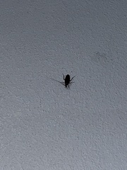 Periplaneta americana