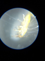 Glycaspis brimblecombei