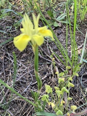 Moraea fugax