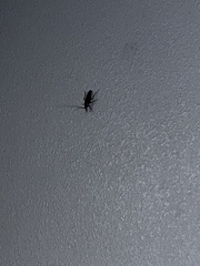 Periplaneta americana