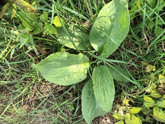 Cynoglossum officinale