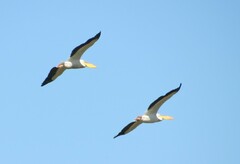 Pelecanus onocrotalus
