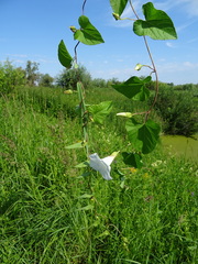 Calystegia sepium sepium