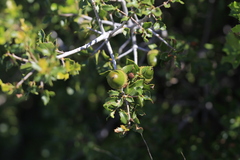 Quercus coccifera