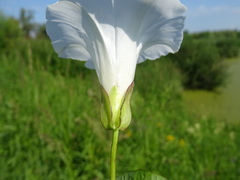 Calystegia sepium sepium