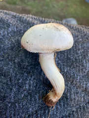 Hygrophorus chrysodon
