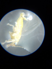 Glycaspis brimblecombei