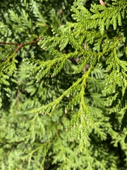 Thuja occidentalis