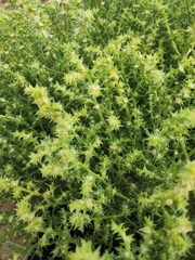 Salsola kali
